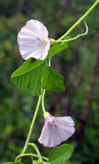 Convolvulus arvensis grows in the field