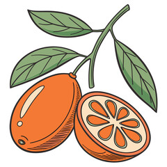  nagami kumquat on white background 