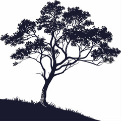 muntingia calabura tree on white background 