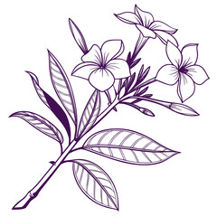 evergreen catharanthus roseus purple vector