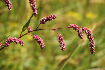 Persicaria maculosa grows in the wild
