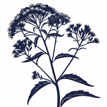 eupatorium coelestinum on white background 