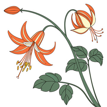  epimedium x warleyense orange queen vector