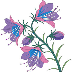 echium webbii on white background 