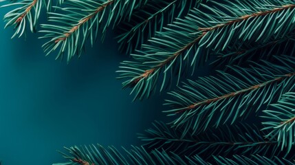 Obraz premium A close up of a green pine tree branch. The branch is full of needles and is very thick