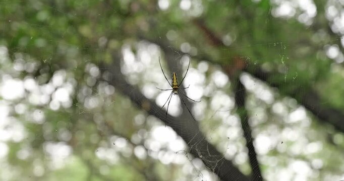 Nature's Architect: Indian Wood Spider Weaving