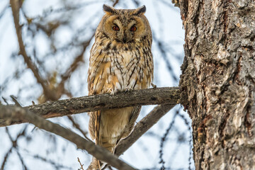 Long-eared owl (Asio otus), looking forward with wide opened eyes