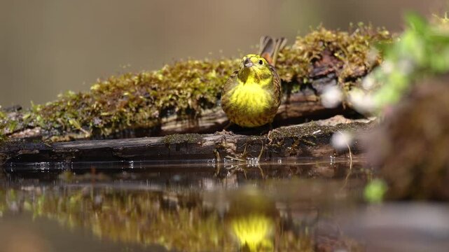Bird - male Yellowhammer ( Emberiza citrinella ) small yellow bird drinking water bathing in forest pond, spring time Poland Europe