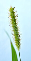 Setaria grows in the field.