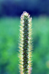 Setaria grows in the field.