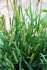 Setaria grows in the field.