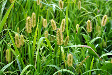 Setaria grows in the field.