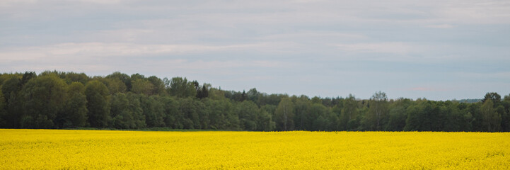 Wide yellow rapeseed field in spring under cloudy sky with green forest on horizon. Concept of agriculture, farming, rural landscape, nature. Banner with copy space.