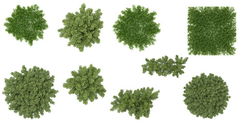 set of juniperus plants on transparent background from the top view