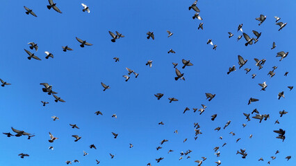Flock of pigeons flying against clear blue sky. Large group of pigeons soaring in various directions under a bright blue sky, symbolizing freedom, motion, and unity.