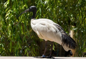 ibis