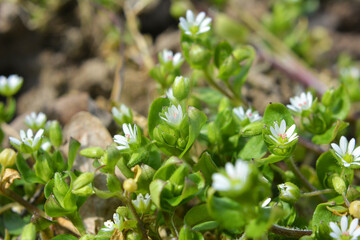 In the spring, Stellaria media grows in nature
