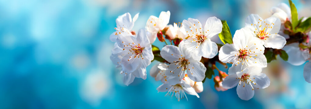 Spring background with white flowers and cherry blossoms on a blurred blue sky.