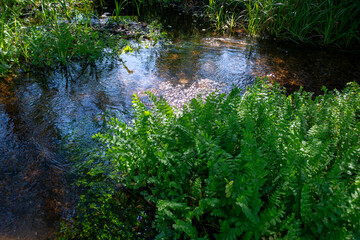 Small stream river clear water sunny nature glimmer outdoors waterways