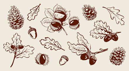Collection of hand drawn oak leaves, acorns, chestnuts, and pine cones. Detailed botanical vector illustration. Autumn set. Seasonal design elements. Fall drawings.
