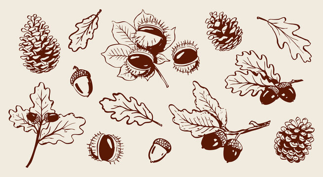 Collection of hand drawn oak leaves, acorns, chestnuts, and pine cones. Detailed botanical vector illustration. Autumn set. Seasonal design elements. Fall drawings.