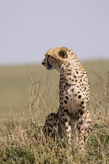 Cheetah in Masai Mara