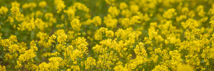 Field of yellow rapeseed flowers blooming in spring. Concept of agriculture, nature, farming, countryside, growth. Banner with copy space.
