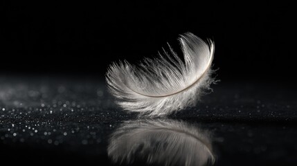 Elegant white feather isolated on black surface with soft reflection and subtle details