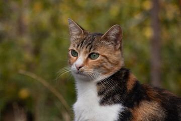 Portrait of a calico tabby moggy domestic outdoor cat, in the garden,  close up