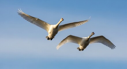 Obraz premium Two elegant swans gracefully soaring through a clear blue sky