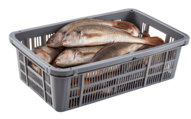 Gray plastic crate full of fresh fish isolated on a transparent background