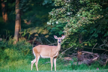 Deer in the Forest