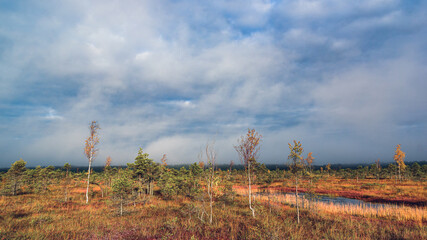 autumn landscape with trees
