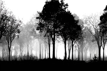 Silhouette of trees in a forest black and white landscape with fog creating a moody and atmospheric scene