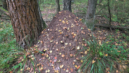 Autumn forest ant hill with fallen leaves and pine trees