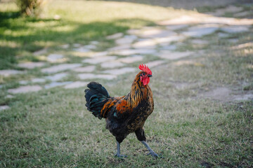 A colorful rooster with vibrant red comb and dark, iridescent feathers walking confidently on a grassy lawn with a stone path in the background.