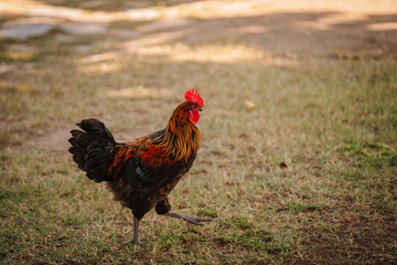 A colorful rooster with vibrant red comb and dark, iridescent feathers walking confidently on a grassy lawn with a stone path in the background.