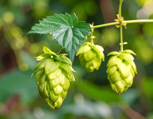 Fototapeta premium Hop cones on vine