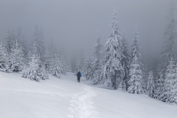 Winter forest. Monochrome landscape. Meadow covered with snow. Pine tree in the snowdrifts. Snowy background. Nature scenery. Winter minimalist photography.