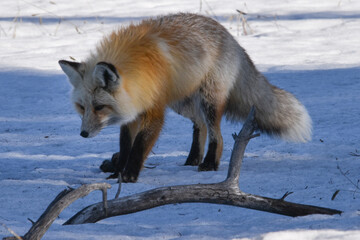 Fototapeta premium Gorgeous winter coat on red fox, Yellowstone National Park 