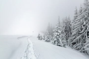 Winter forest. Monochrome landscape. Meadow covered with snow. Pine tree in the snowdrifts. Snowy background. Nature scenery. Winter minimalist photography.