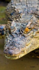 Obraz premium Close-up of crocodile head