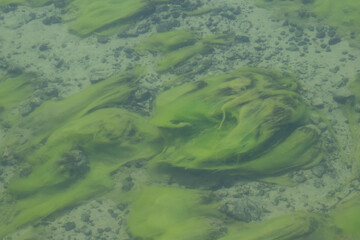 Algae growth in the Yellowstone River, Yellowstone National Park