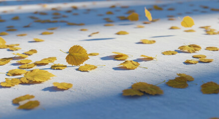 Autumn leaves scattered on a white surface with long shadows