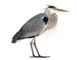 Fototapeta premium Side view of a gray heron