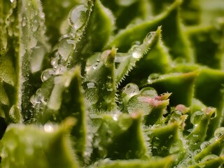 Rain drops on the Thunder plant. Green healthy - Houseleek - plant. 