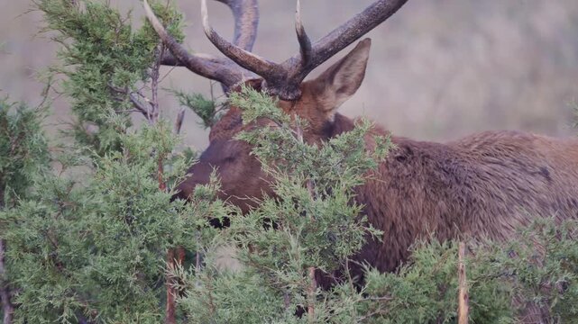 Bull elk thrashing a pine tree, close up, Elk rut season