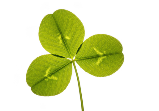 Three leaf clover plant closeup isolated on transparent background