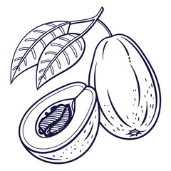  malabar plum with leaves