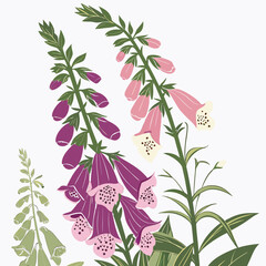 foxglove lat digitalis purpurea on white background  © MOHAMMADRIPON